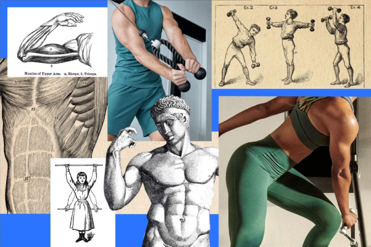 A composition image of muscle building, muscle anatomy, and Tonal exercises for hypertrophy training.