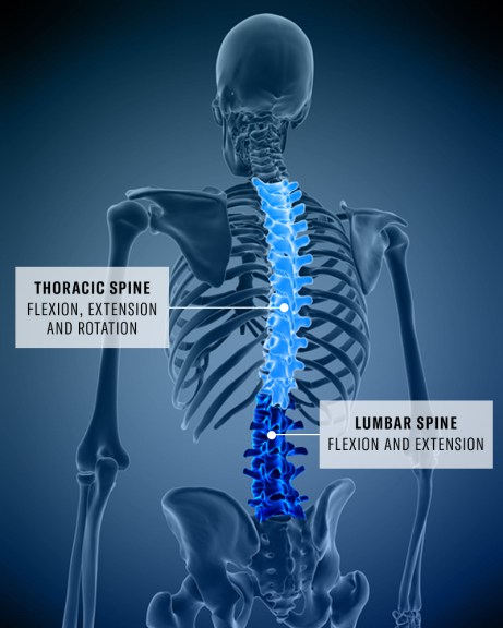 Thoracic and lumbar spine function; lower back pain prevention