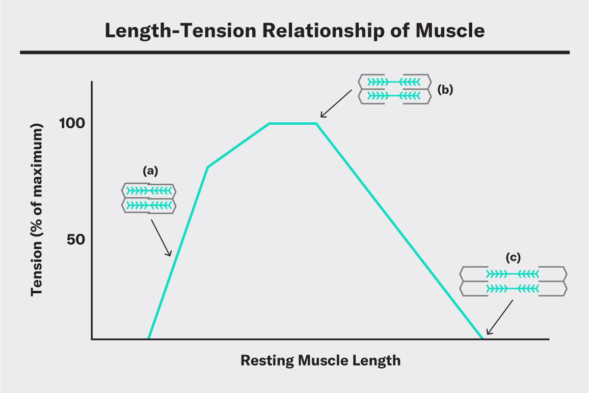 a graph showing the length tension relationship of muscle and the benefits of stretching to produce the optimal relationship - achieved with flexibility training 