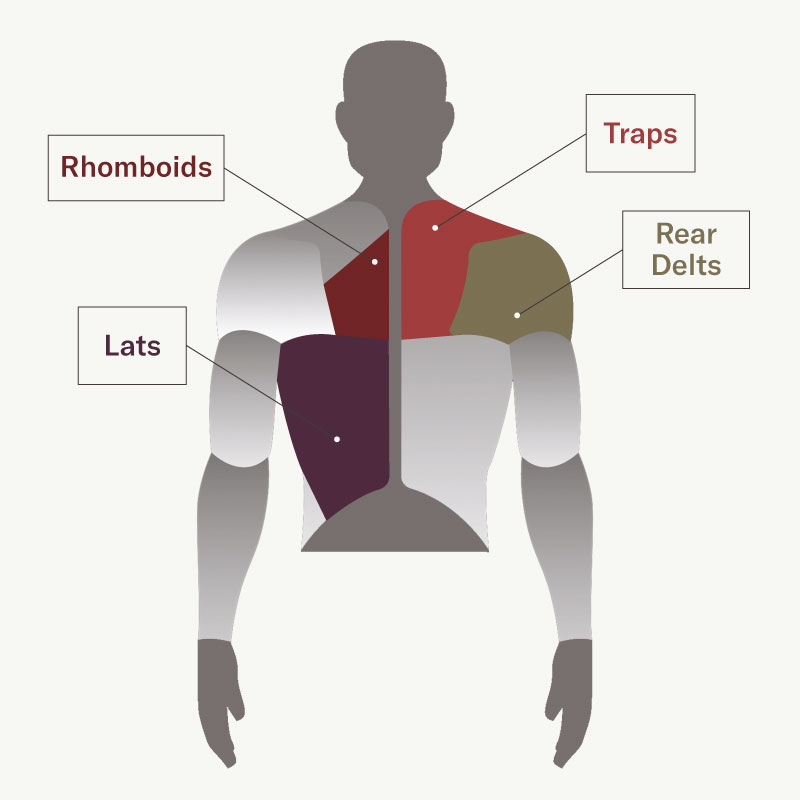 Diagram of the back muscles showing the rhomboids, lats, traps, and rear delts. 