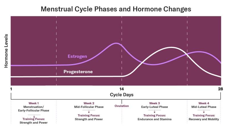 Menstrual cycle phases and hormonal changes