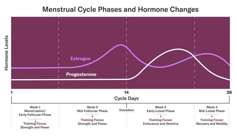 Chart showing menstrual cycle phases and hormone changes.